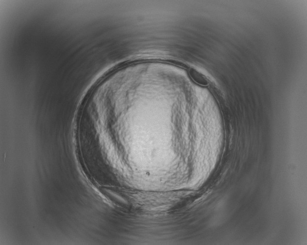 X0000073981325200609181706