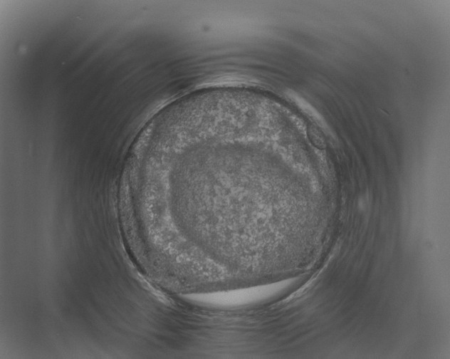 X0000073981329200609181706