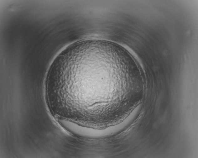 X0000073981341200609181706