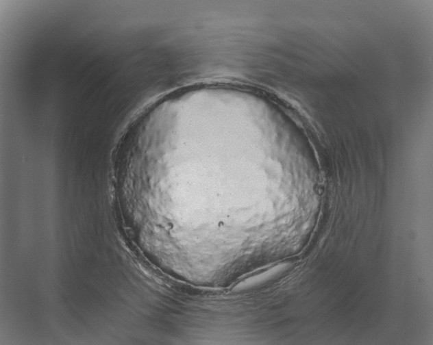 X0000073981363200609181705