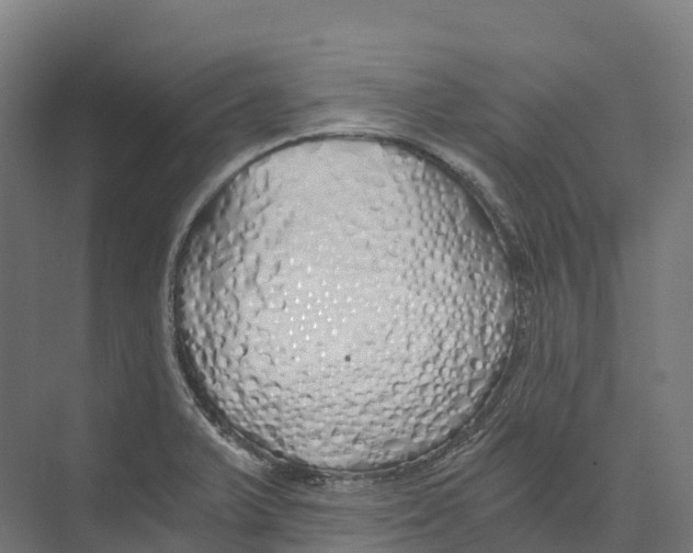 X0000073981375200609181705