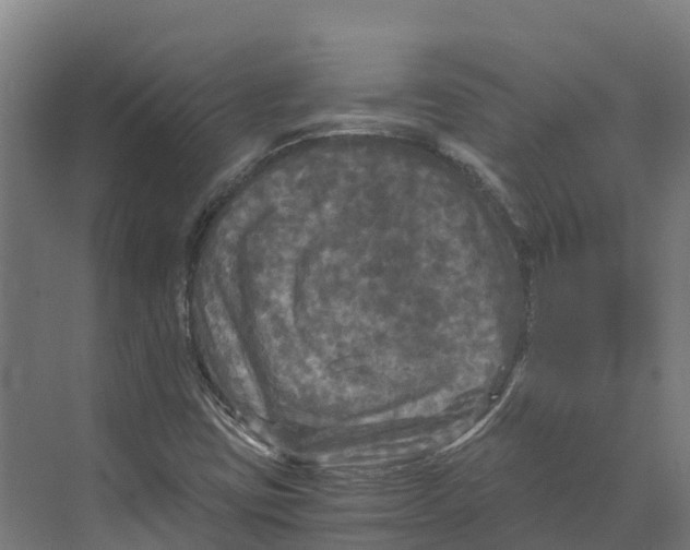 X0000073981403200609181704