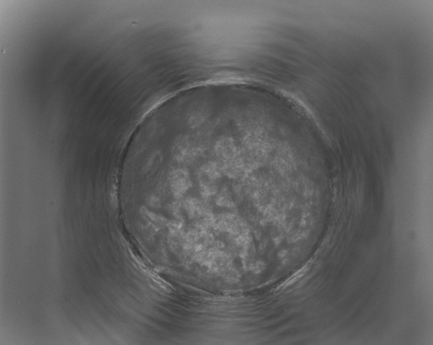 X0000073981409200609181704