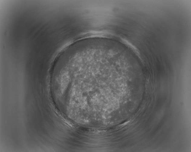 X0000073981411200609181704