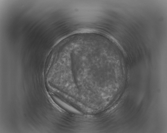 X0000073981417200609181705