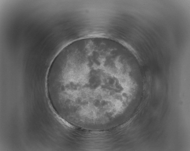 X0000073981423200609181705