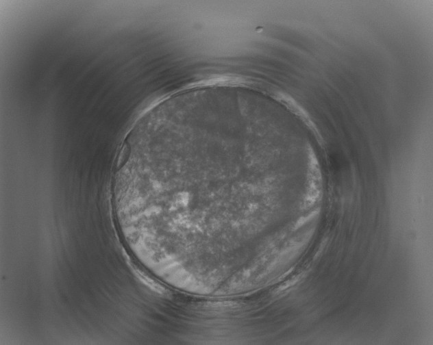 X0000073981425200609181705