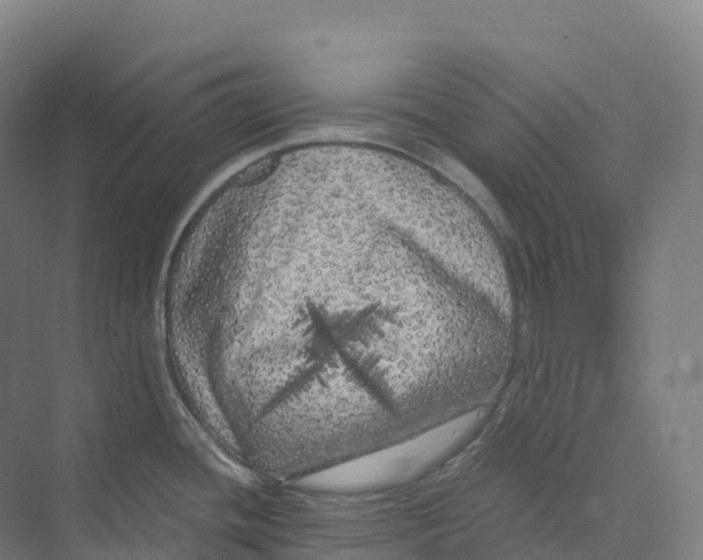 X0000073981436200609181705