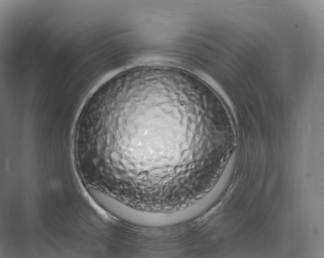 X0000073981437200609181705