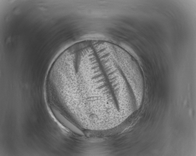 X0000073981440200609181705