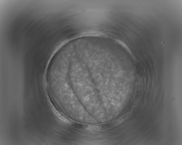 X0000073981466200609181704