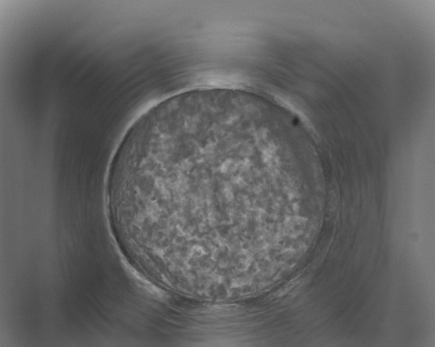 X0000073981471200609181704