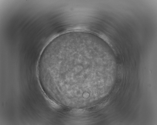 X0000073981474200609181704