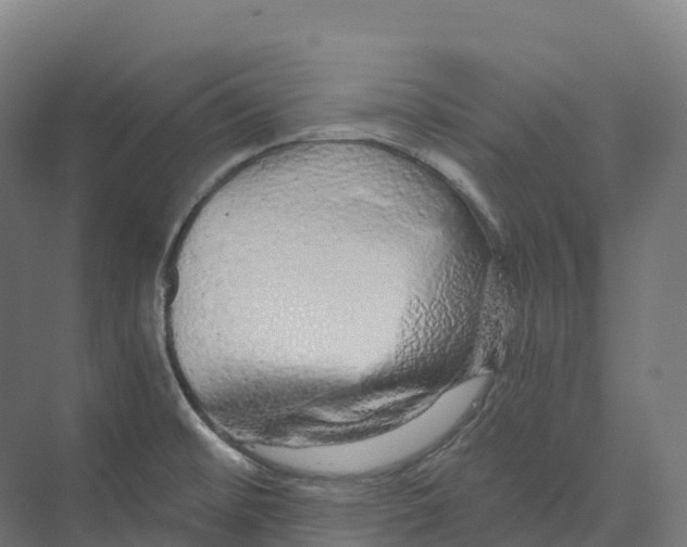 X0000073981476200609181703