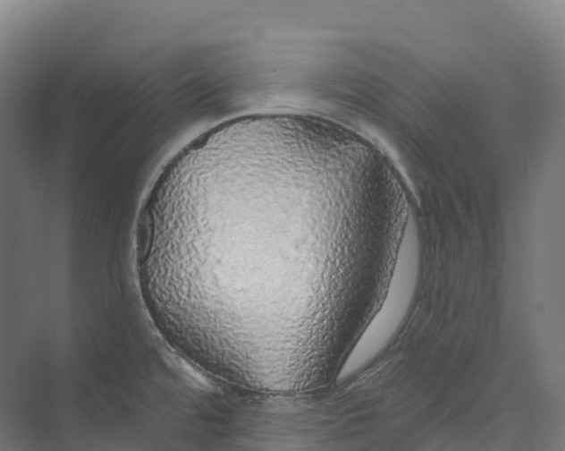 X0000073981480200609181703