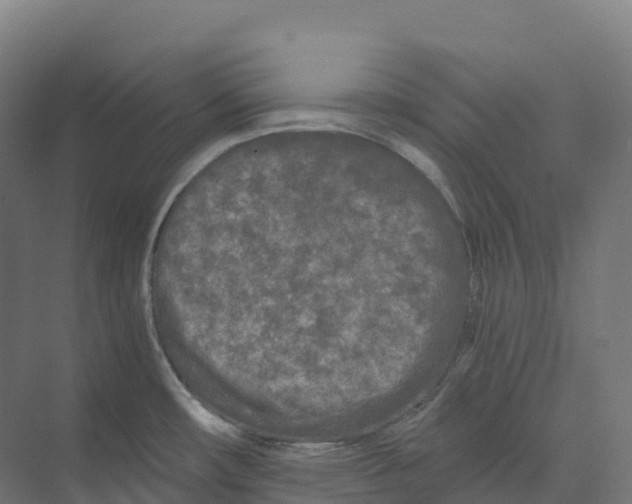 X0000073981482200609181703