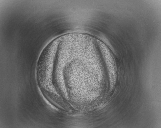 X0000073981484200609181703