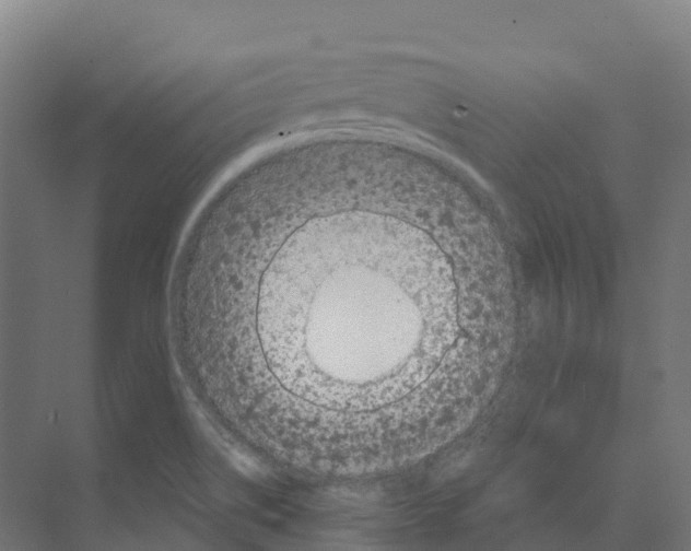 X0000073981514200609181703