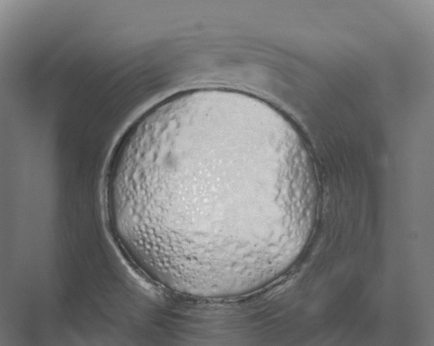 X0000073981517200609181703