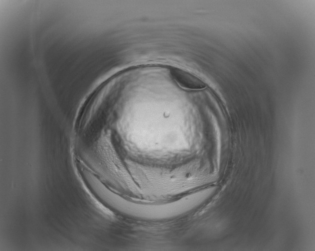 X0000073981525200609181703