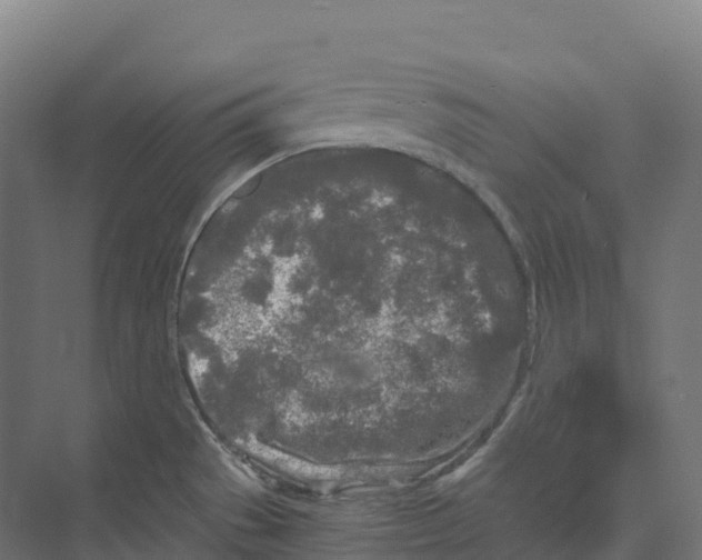 X0000073981529200609181703