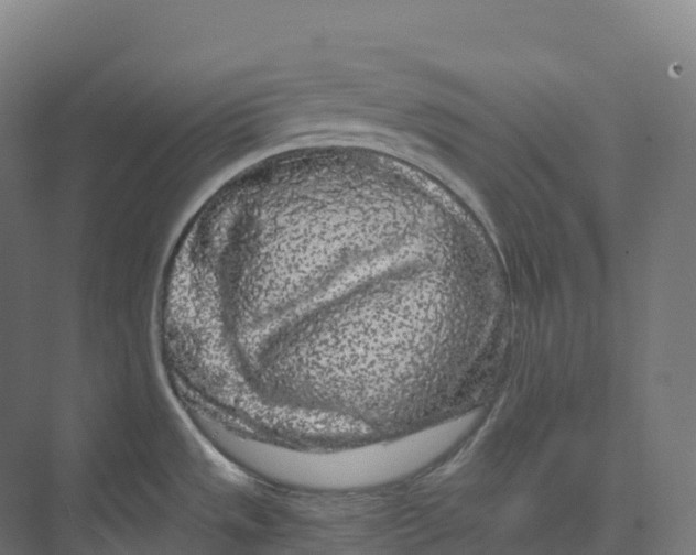 X0000073981533200609181703