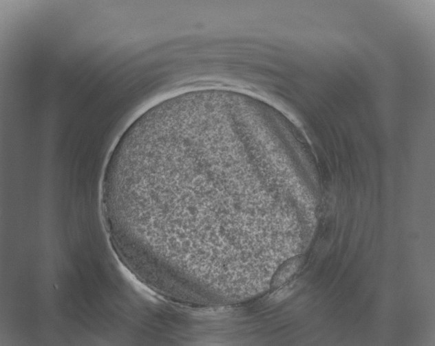 X0000073981535200609181703