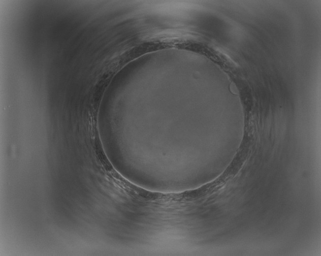 X0000073990917200608211344