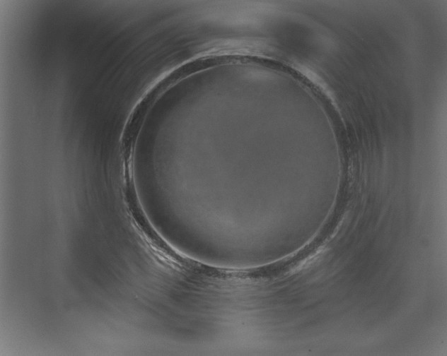 X0000073990925200608211344