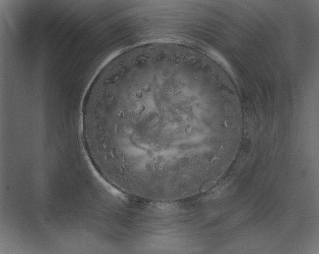 X0000073991095200608211341