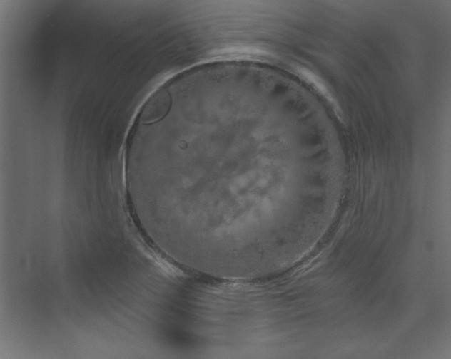 X0000073991275200608211338