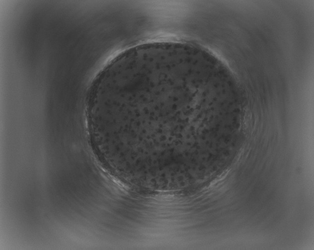 X0000073991455200608211335