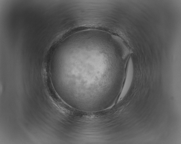 X0000073990688200608281314