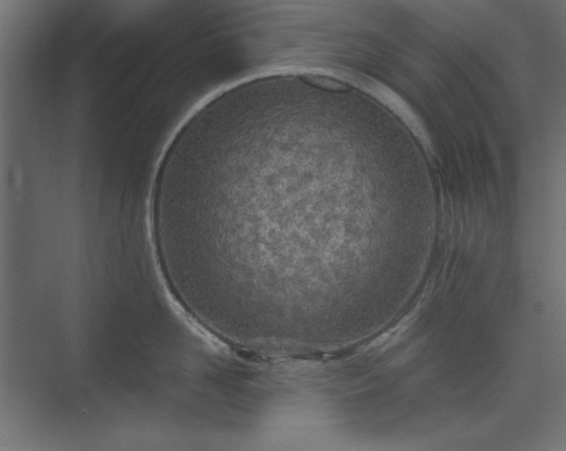 X0000073990958200608281310