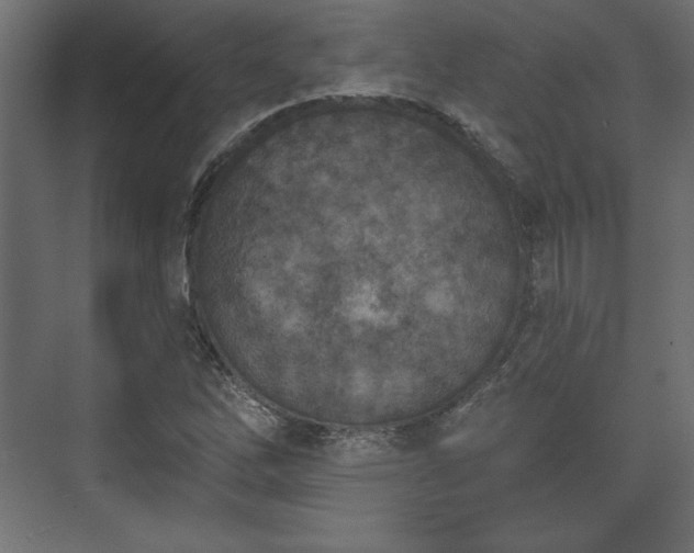 X0000073991262200608281305