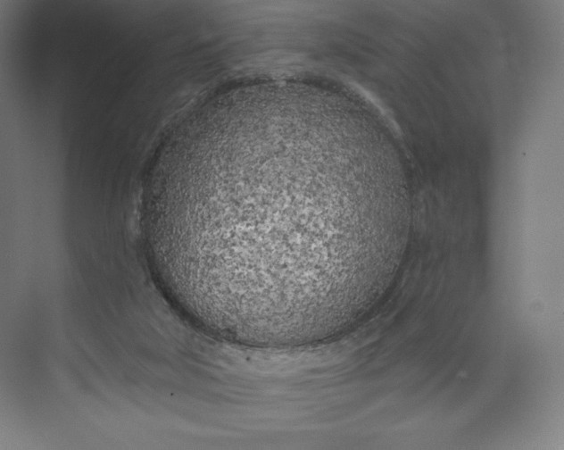 X0000073990018200609061009