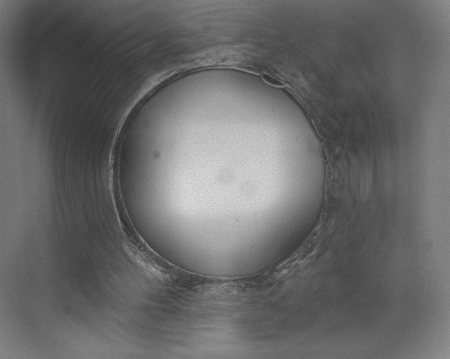 X0000073990100200609061008