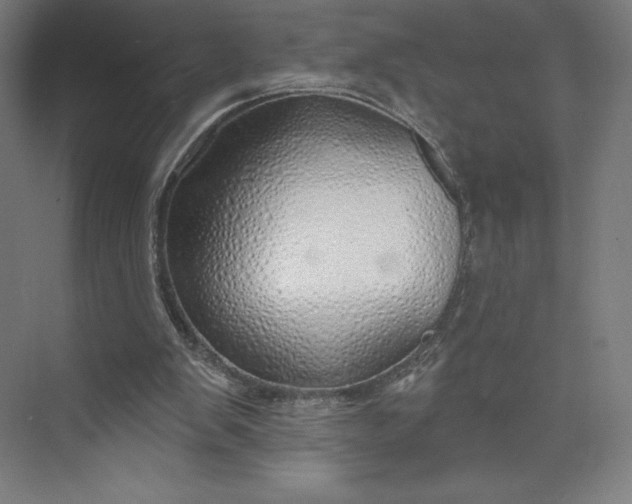 X0000073990103200609061008