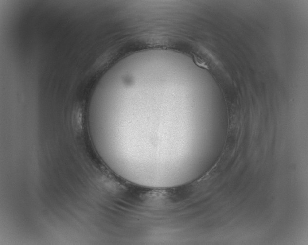 X0000073990124200609061008