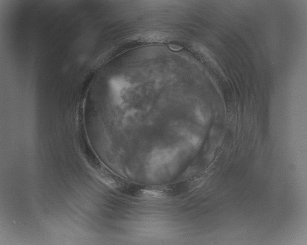 X0000073990167200609061007