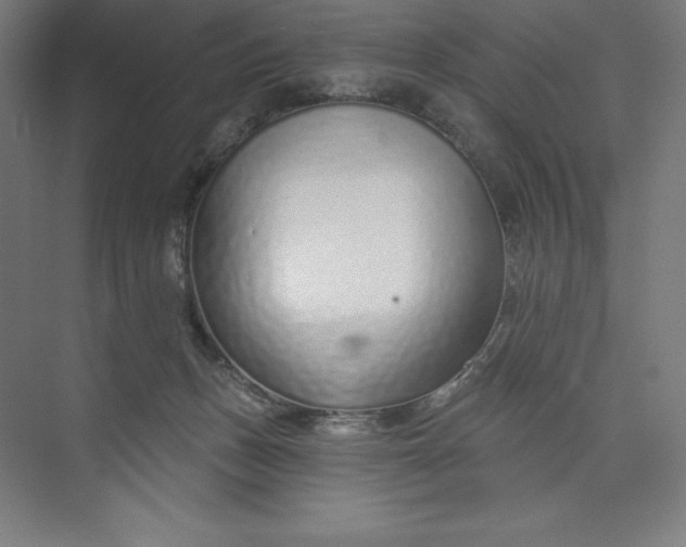 X0000073990175200609061007