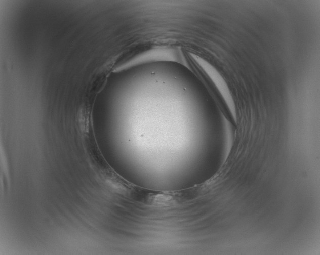 X0000073990180200609061007