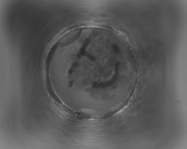 X0000073990295200609061005