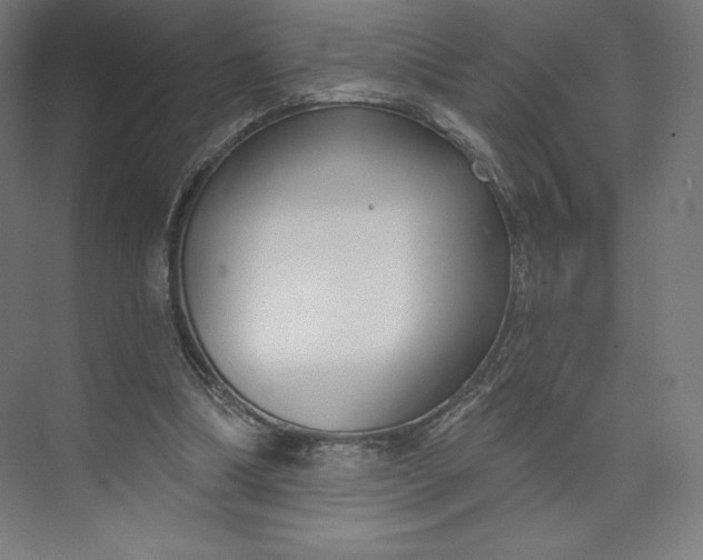 X0000073990298200609061005