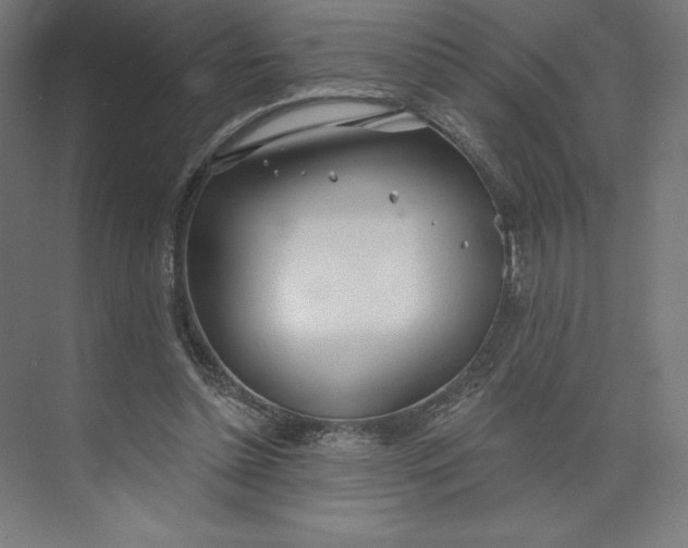 X0000073990348200609061003