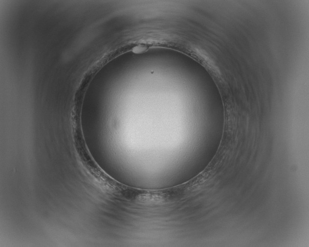 X0000073990354200609061003