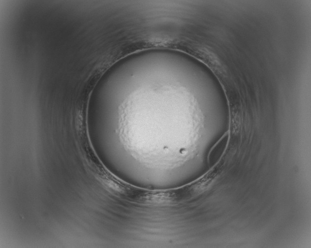 X0000073990365200609061004