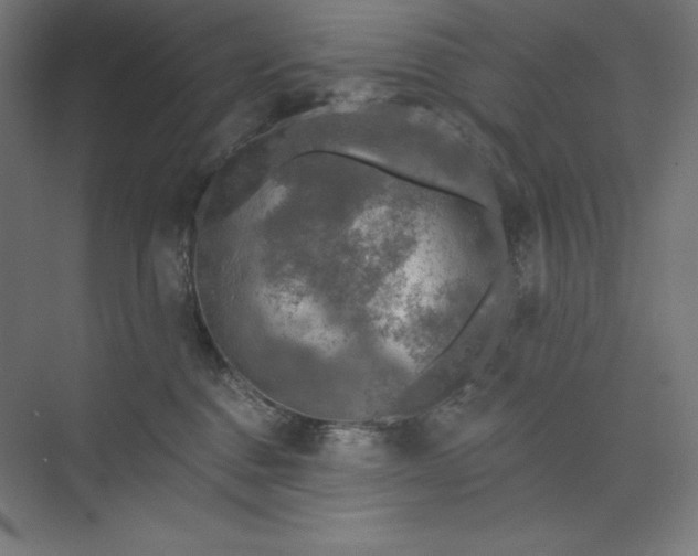 X0000073990376200609061004