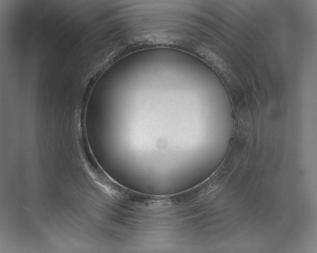 X0000073990398200609061003