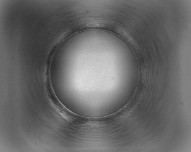 X0000073990490200609061001